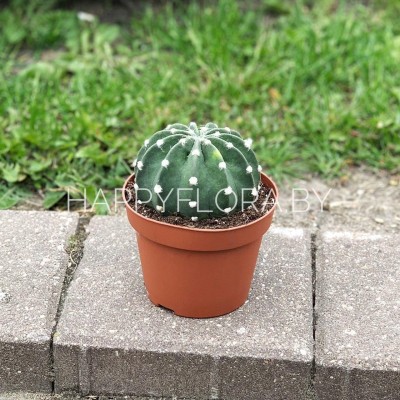 Кактус Кактус