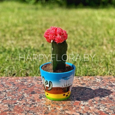 Кактус Кактус