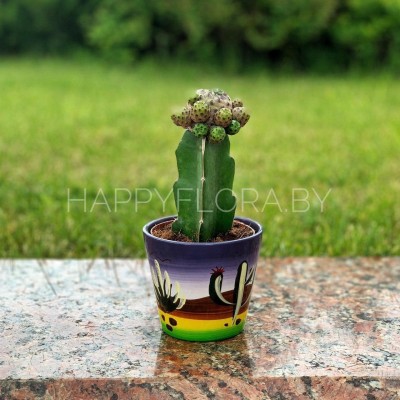 Кактус Кактус