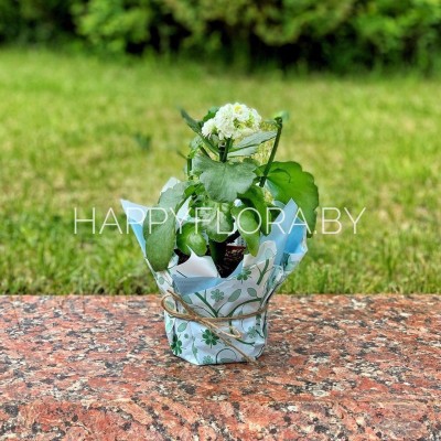 Коланхоэ каландива Коланхоэ каландива