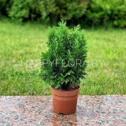 Кипарисовик лаусона