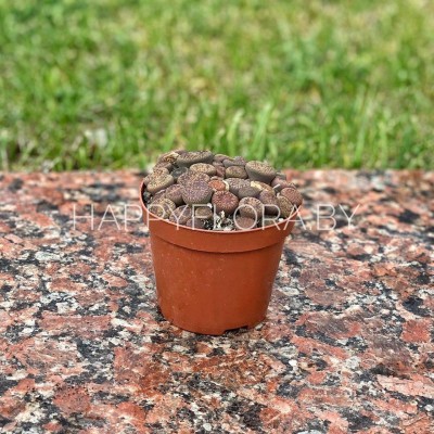 Литопс Литопс