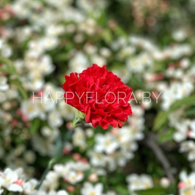 Красная гвоздика Красная гвоздика