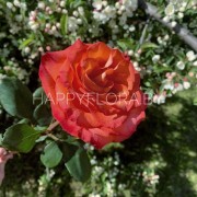 Красная роза 50см