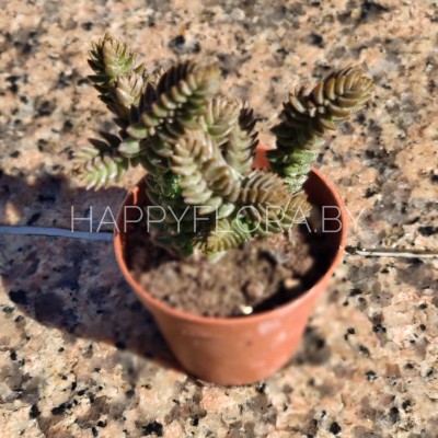 Красула Красула