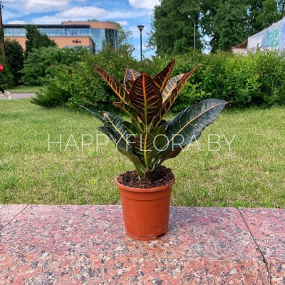 Кротон Кротон