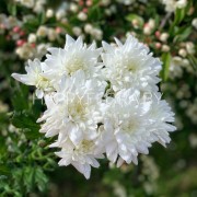 Кустовая хризантема