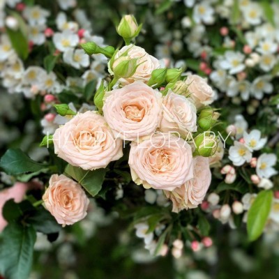 Кустовая роза Кустовая роза