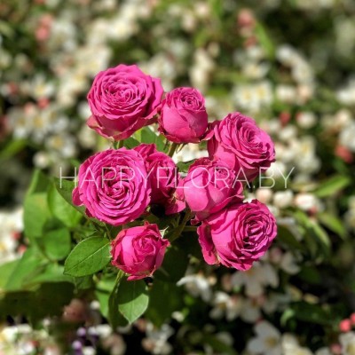 Кустовая роза Кустовая роза