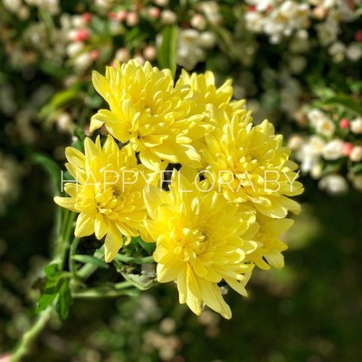 Кустовая хризантема Кустовая хризантема