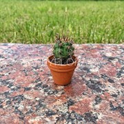 Маленький кактус