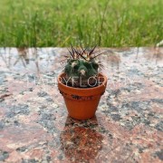 Маленький кактус