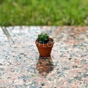 Маленький кактус
