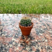 Маленький кактус