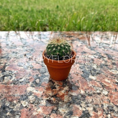 Маленький кактус Маленький кактус