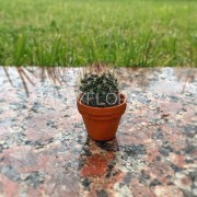 Маленький кактус