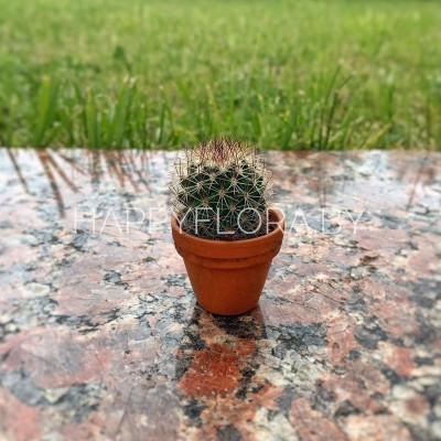 Маленький кактус Маленький кактус