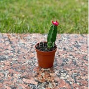 Маленький кактус