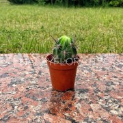 Маленький кактус