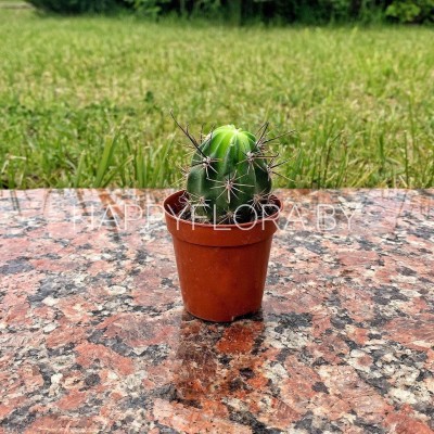 Маленький кактус Маленький кактус