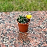 Маленький кактус