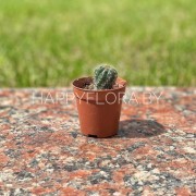 Маленький кактус