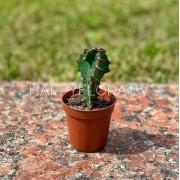 Маленький кактус