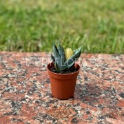 Маленький кактус