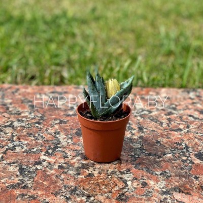 Маленький кактус Маленький кактус