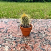 Маленький кактус