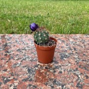 Маленький кактус