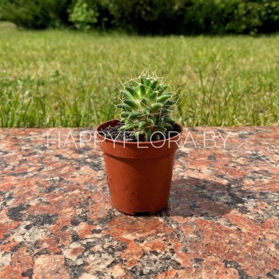 Маленький кактус Маленький кактус