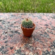 Маленький кактус