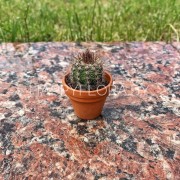 Маленький кактус