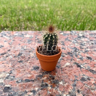 Маленький кактус Маленький кактус