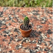 Маленький кактус