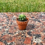 Маленький кактус