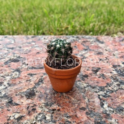 Маленький кактус Маленький кактус