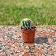 Маленький кактус