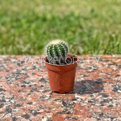 Маленький кактус Маленький кактус