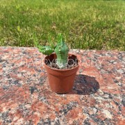 Маленький кактус