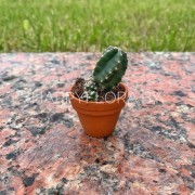 Маленький кактус