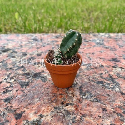 Маленький кактус Маленький кактус