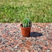 Маленький кактус