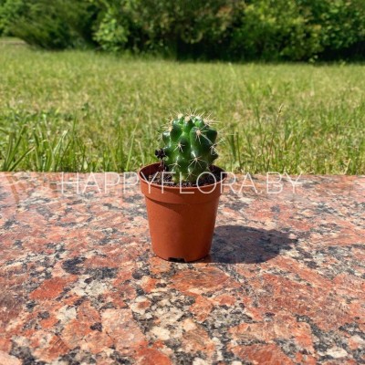 Маленький кактус Маленький кактус