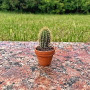 Маленький кактус