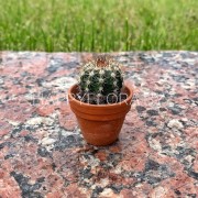 Маленький кактус