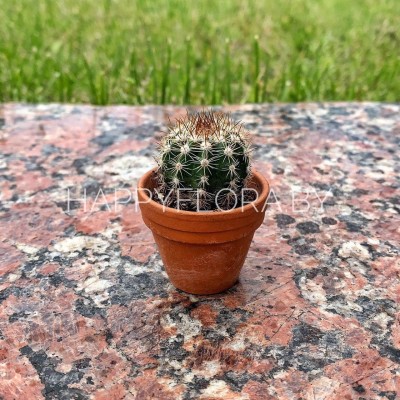 Маленький кактус Маленький кактус