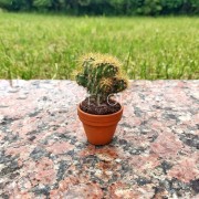 Маленький кактус