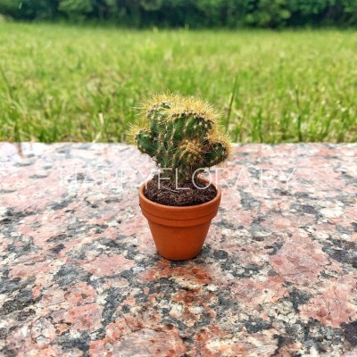 Маленький кактус Маленький кактус